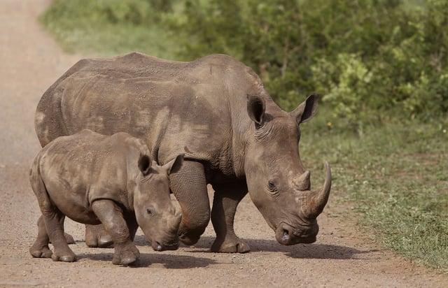 FILE - In this Sunday, Dec. 20, 2015 file photo, rhinos walk in the Hluhluwe-Imfolozi game reserve in South Africa. (AP Photo/Schalk van Zuydam, File)