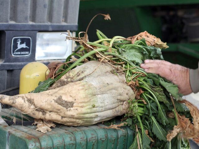In this March 6, 2013 photo, a mature sugar beet is shown, in Tranquility, Calif. Farmers in central California hope to build the nation's first commercial-scale bio-refinery in nearby Mendota, Calif., to turn beets into biofuel. Europe already has more than a dozen such plants, but most ethanol in the United States is made from corn. (AP Photo/Gosia Wozniacka)