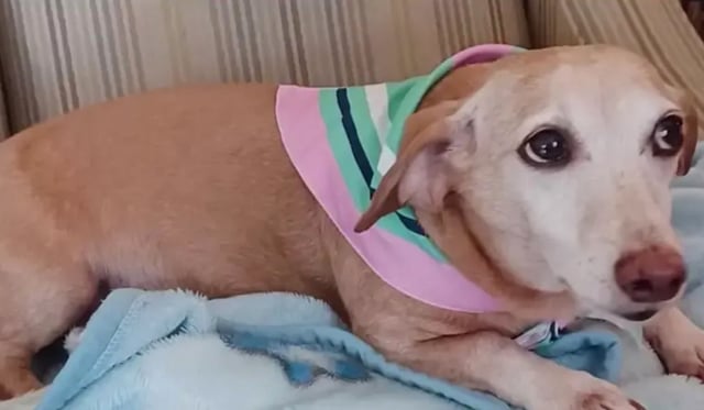 Bam Bam the service dog, who was taken from his home in Chicago's Logan Square neighborhood, has been returned to his owner Angel Santiago. (GoFundMe)