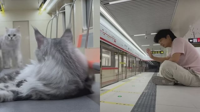 'Even Cats In China Have Better Public Transport': Chinese YouTuber Builds Metro Station For His Cats, Goes Viral On Internet