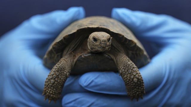A staff member holds one of the 16 critically endangered western Santa Cruz tortoise hatchlings during their debut at the Philadelphia Zoo in Philadelphia, Wednesday, Aug. 20, 2025. (AP Photo/Matt Rourke)