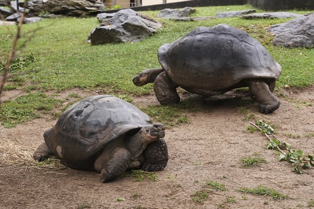 Mommy, left, and Abrazzo, a couple that is estimated to both be about 100 years old and the parents of 16 hatchlings in two clutches, move in their enclosure at the Philadelphia Zoo in Philadelphia, Wednesday, Aug. 20, 2025. (AP Photo/Matt Rourke)