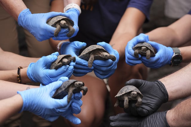Staff members pose for photographs several of the 16 critically endangered western Santa Cruz tortoise hatchlings during their debut at the Philadelphia Zoo in Philadelphia, Wednesday, Aug. 20, 2025. (AP Photo/Matt Rourke)