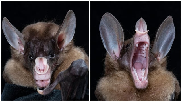 The spectral bat (Vampyrum spectrum) is the world's largest carnivorous bat species, preying on small birds, reptiles, and mammals from Mexico to South America.