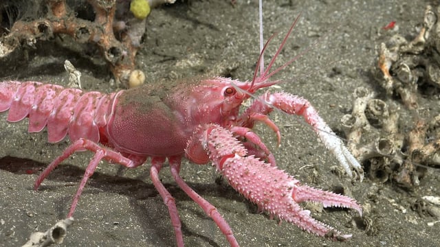Una de las especies que descubrió la misión