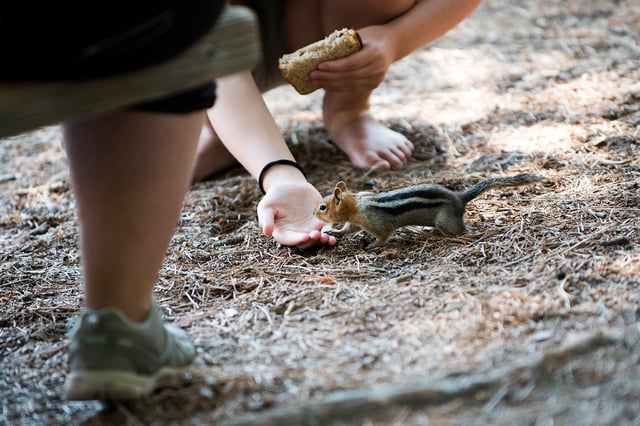 FILE: A person feeds a chipmunk in Lake Tahoe. Health officials advise against feeding wild animals in order to avoid contracting plague. 