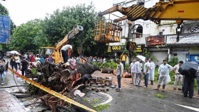 The tree that fell in Kalkaji earlier this month, killing a man and injuring his daughter. (ANI)