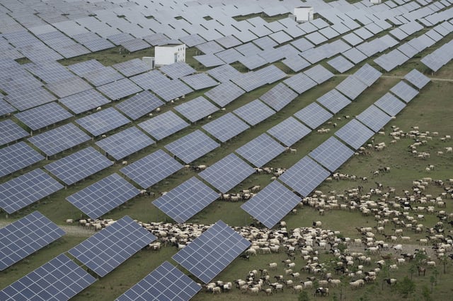 Tibetan sheep graze at a solar farm in Hainan prefecture of western China's Qinghai province on Tuesday, July 1, 2025. (AP Photo/Ng Han Guan)