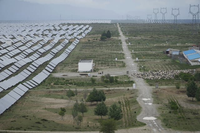 A herder releases Tibetan sheep to graze at a solar farm in Hainan prefecture of western China's Qinghai province on Tuesday, July 1, 2025. (AP Photo/Ng Han Guan)