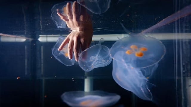 Moon jellies can range from a centimeter to more than a foot in diameter. Their short, fine tentacles help them sting and catch prey like zooplankton, crustacean larvae and small fish. But thankfully for Xu, their sting cells can’t penetrate human skin.