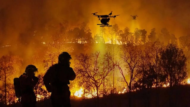 Forest Fire