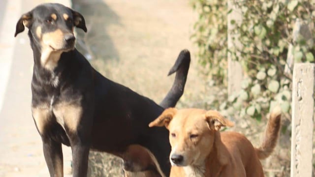 Municipal corporation officials said the dog was picked up by their team on Wednesday and sent to an animal birth-control centre.