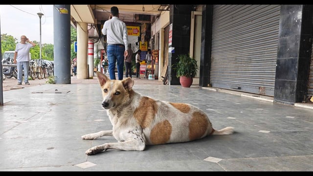 The stray dog population has doubled in the past three years, rising from about 9,000–10,000 in 2023 to nearly 20,000 at present. (HT file)