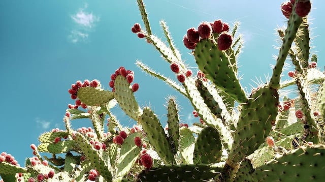 Los nopales son ricos en potasio, calcio, y magnesio, por lo que su consumo ayuda a mantener la salud del sistema óseo