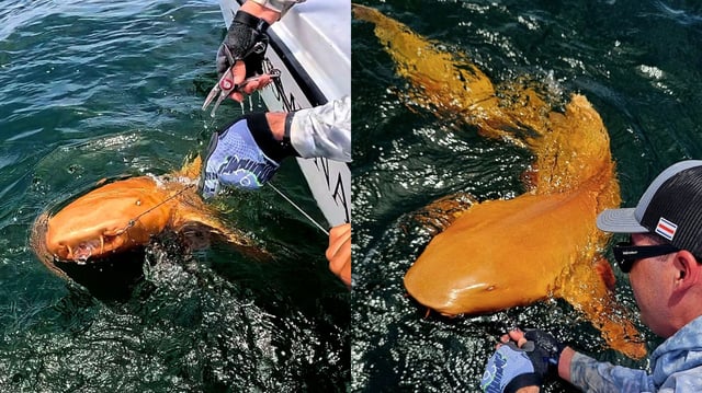 A rare orange nurse shark with ghostly white eyes was caught off Costa Rica—the first recorded case of xanthism in Caribbean cartilaginous fish.