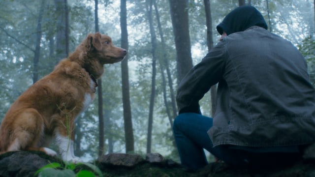 Indy the dog looking at owner Todd in the woods.