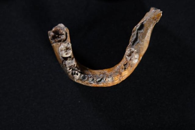 The lower jaw of Skhul I child showing features characteristics of Neanderthals. 