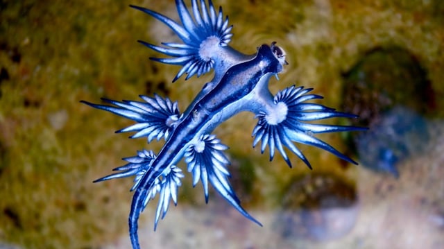 Blue dragon sea slugs live in the open ocean and are carried by winds and currents