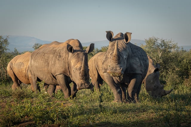 Southern white rhinos in Hluhluwe-Imfolozi Park. The southern white rhino came close to extinction at the end of the 19th century and was saved from extinction by conservation efforts at HIP. Image by Jim Tan for Mongabay.