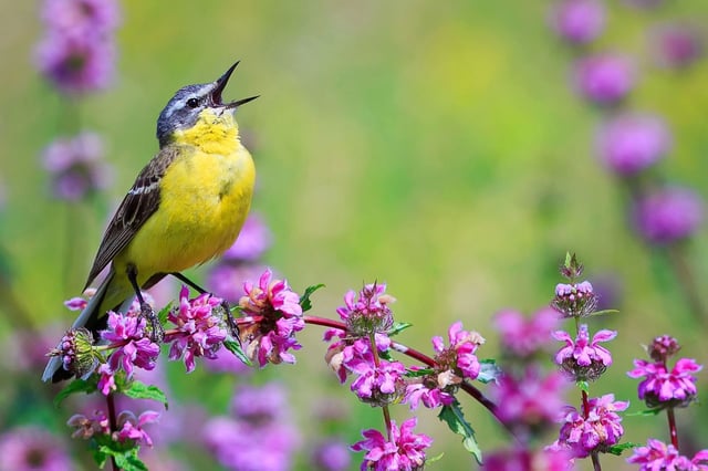© Bachkova Natalia via Shutterstock