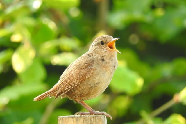 The researchers know that birds sing longer in light-polluted areas, but aren't sure if that's a positive or negative development