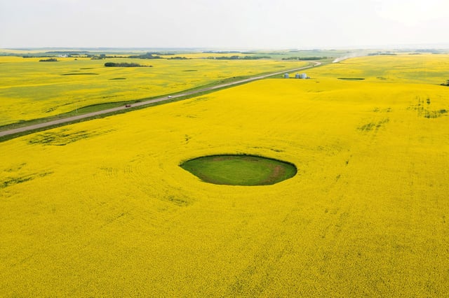A drone view shows a canola field flowers, on a farm near Blaine Lake, Saskatchewan, Canada, July 19, 2025. REUTERS/David Stobbe/File Photo