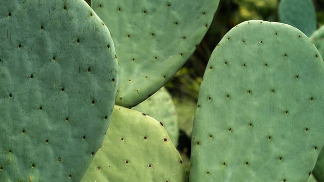 El nopal, un símbolo de México, es en realidad una fruta llena de beneficios/Foto: Canva
