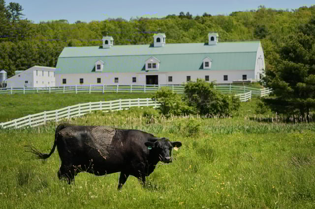 A dairy cow grazes in a pasture at Pineland Farms, Wednesday, May 28, 2025, in New Gloucester, Maine.
