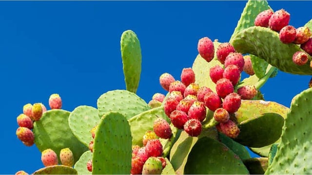 Nopal: fruta rica en ricos en vitamina C, potasio, calcio, y magnesio. 