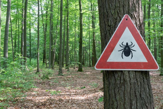 Un Américain a été piqué par une puce infectée en Californie et a attrapé la peste.