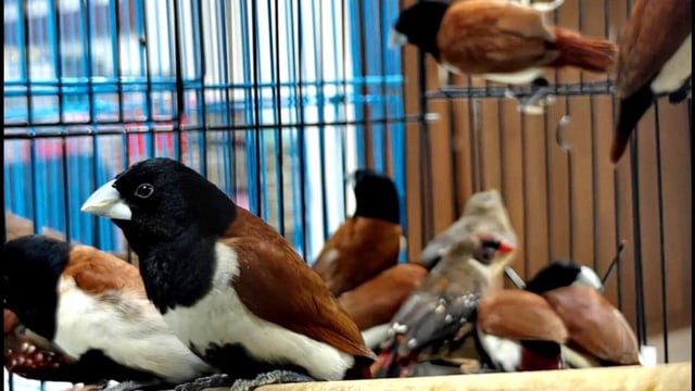 Wildlife Welfare Association, seized 42 protected Muniya birds in Ulwe Node in Navi Mumbai, India, on Thursday. (HT PHOTO)