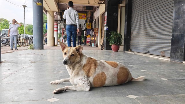 Supreme Court on August 11 had ordered the relocation of all stray dogs of Delhi NCR within eight weeks