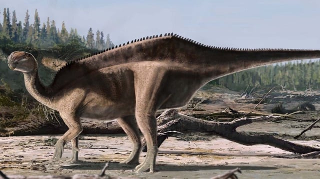 Istiorachis macarthurae is one of many Iguanodon relatives that have recently been discovered on the Isle of Wight. © James Brown