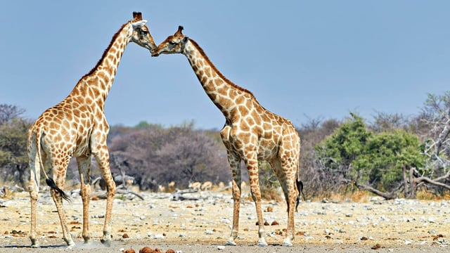 Forscher haben vier Giraffenarten identifiziert, wichtig für den gezielten Artenschutz.
