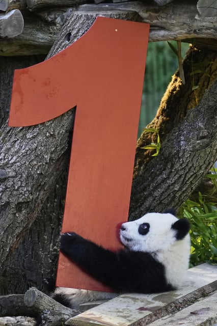 One of the giant panda cub twins Leni or Lotti plays at the Panda Garden during their first birthday party at the Zoo in Berlin, Germany, Friday, Aug. 22, 2025. (AP Photo/Ebrahim Noroozi)