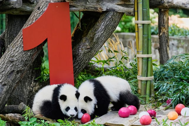 The twin Panda cubs Leni and Lotti play at the Panda Garden during their first birthday party at the Zoo in Berlin, Germany, Friday, Aug. 22, 2025. (AP Photo/Ebrahim Noroozi)