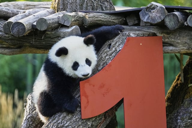 One of the giant panda cub twins Leni or Lotti plays at the Panda Garden during their first birthday party at the Zoo in Berlin, Germany, Friday, Aug. 22, 2025. (AP Photo/Ebrahim Noroozi)