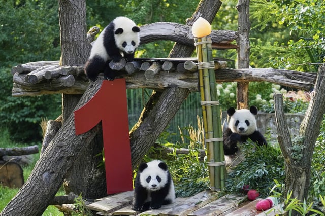 The twin Panda cubs Leni and Lotti, left, play at the Panda Garden during their first birthday party at the Zoo in Berlin, Germany, Friday, Aug. 22, 2025. (AP Photo/Ebrahim Noroozi)