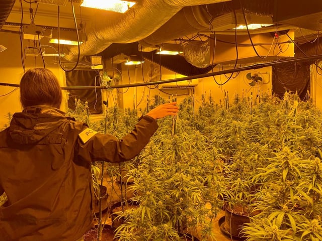 Imagen de la marihuana intervenida en Sant Joan Les Fonts