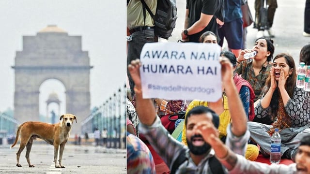 Supreme Court has modified its earlier order, of August 11, which had directed relocation of all stray dogs in Delhi-NCR to shelters. It has provided some relief to the animal lovers who have been protesting across India. 