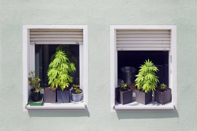 Zwie Cannabispflanzen auf Fensterbänken