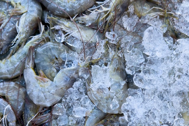 Raw shrimp caught in Indonesia.
