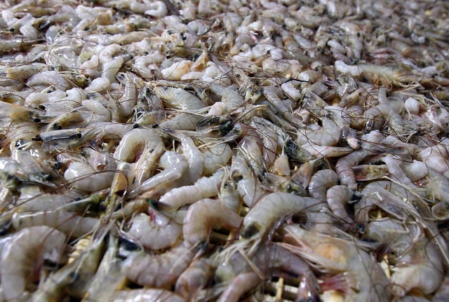 Gulf Coast shrimp moves along a production line on August 16, 2010 in Lafitte, Louisiana.