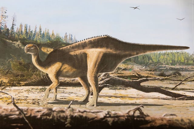 The dinosaur would have had an exaggerated sail-like feature on its back.