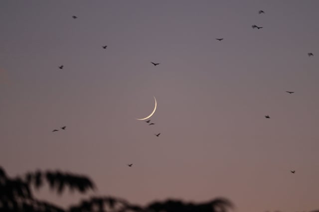 Birds fly through the sky as the new  moon is seen behind during early evening time in Poonch on Monday Aug. 29, 2022.