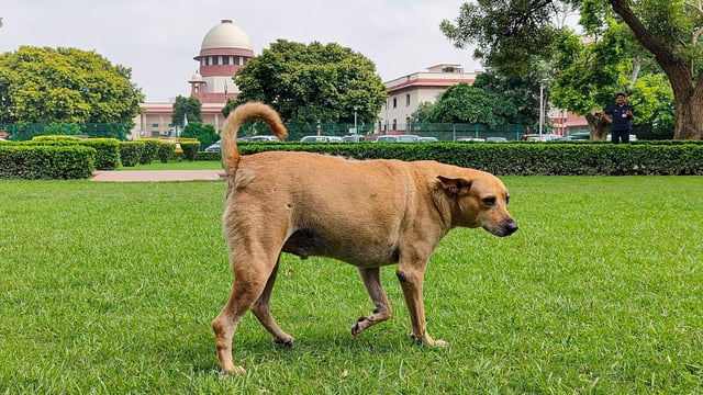 A stray dog roams inside the Supreme Court premises in New Delhi on Friday