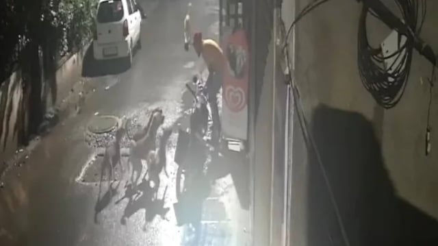 Stray Dogs Attack Man in Maharashtra, Dramatic Escape Video Goes Viral  | Image: X