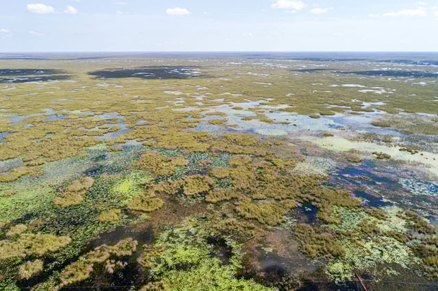 Holey Land Francis S. Taylor Wildlife Management Area in the Everglades, Florida.