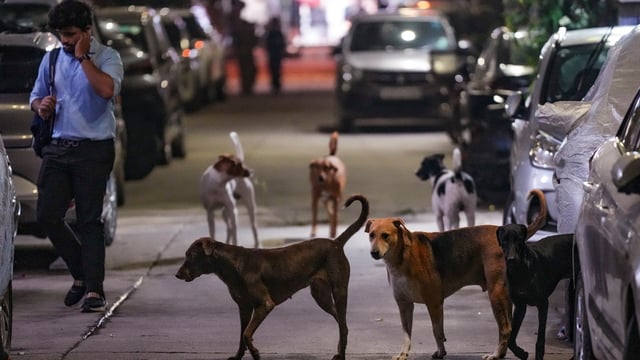 Vaishnavi was returning home from an institute in Maharajpur when she was attacked by the dogs near Madhuvan Park. (PTI Photo/Shahbaz Khan)