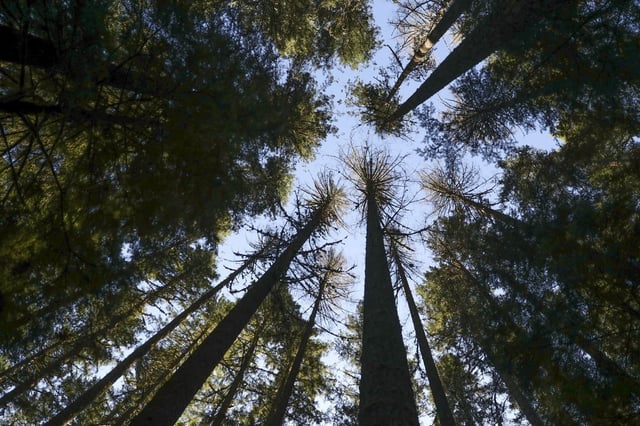 Experts say drought-stressed trees can suddenly drop heavy limbs, even on calm days, posing serious risks after tragic incidents on Vancouver Island.